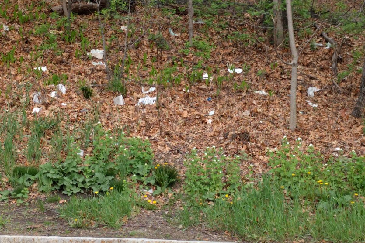 Litter under the trees before cleanup